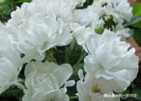 这3种花不能惯着,越是不管越能轻松长爆盆,开出花朵美极了