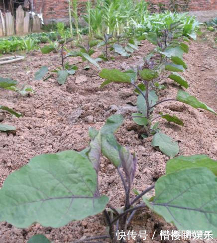 种植茄子的行距和株距 种植茄子的行距和株距