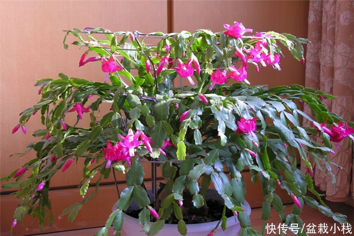 “开花劳模”有哪几种?4种花易绽放,花骨朵惹人爱