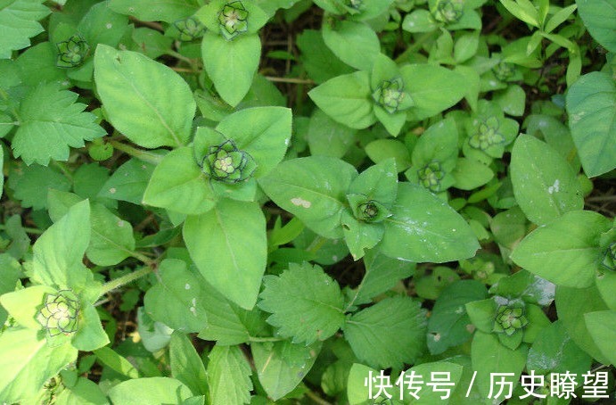 化痰止咳|久咳不止,不要不停吃药,不妨试试此野草,化痰止咳,早吃早受益