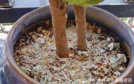 土壤|这3样“垃圾”,原来是养花“神器”,埋点在土里,蹭蹭长不停!