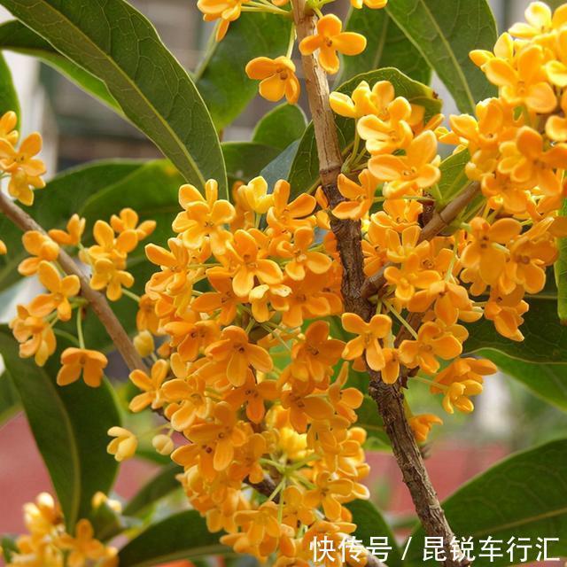 院子里有空地就种这“三种树”，没地挤挤也要种，寓意深远还旺家