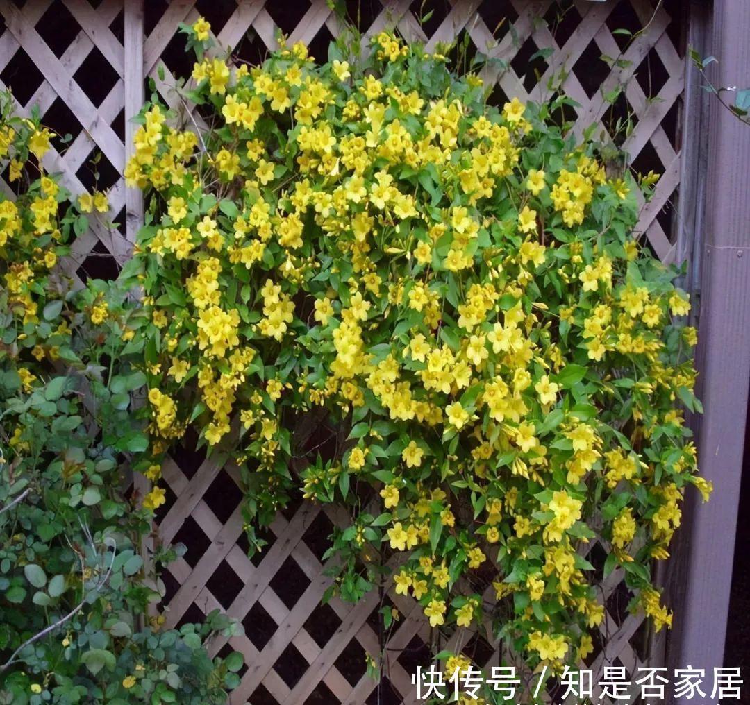 中毒|毒性很强的“网红花”,商家告诉你它有多好看,闭口不提它有多毒