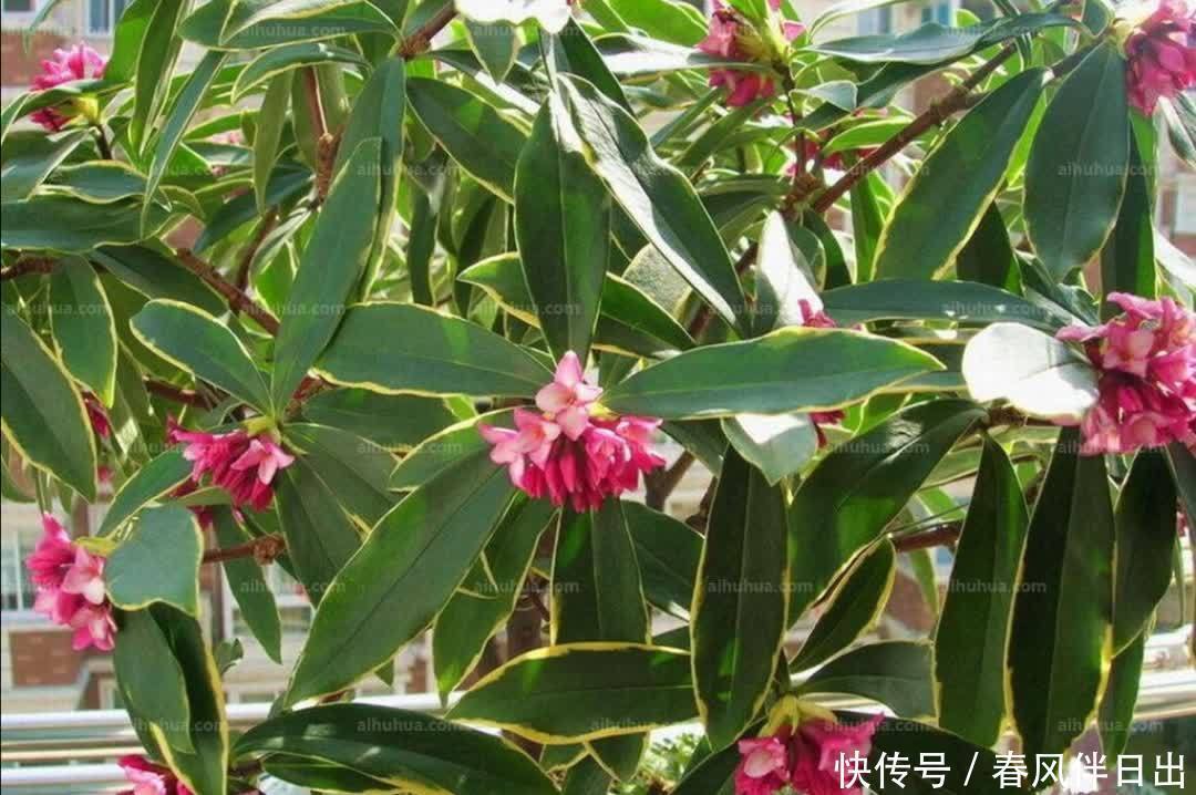 金边瑞香开完花后,下一步要如何养护?植株才能长得旺盛