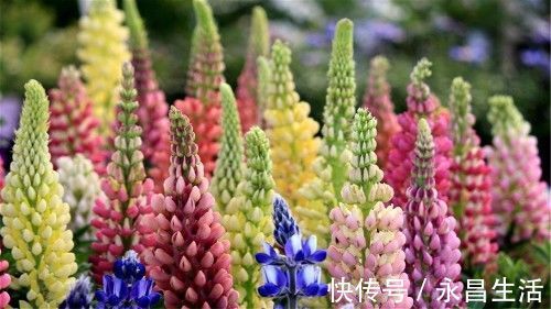 岳越|属蛇人要注意,2021年你的靠山来了,来看看你的贵人在哪?