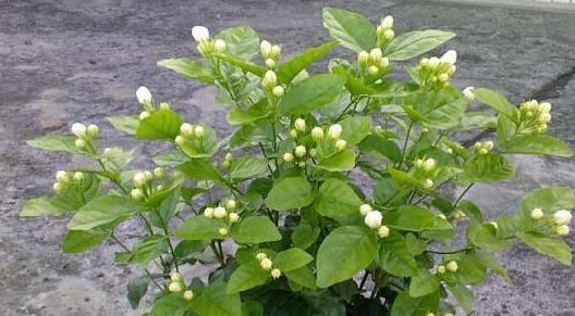 茉莉花要狠下心修剪，花才能越开越大不要舍不得