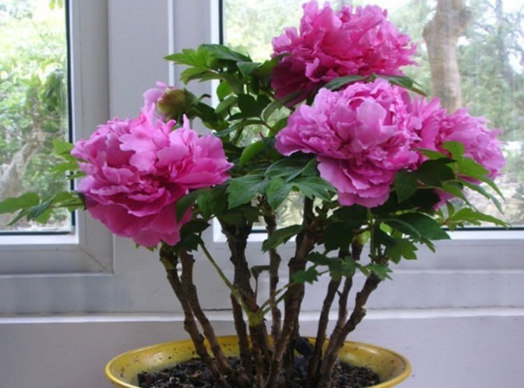 3种花是养花首选，漂亮又好养，花朵硕大，花期长！