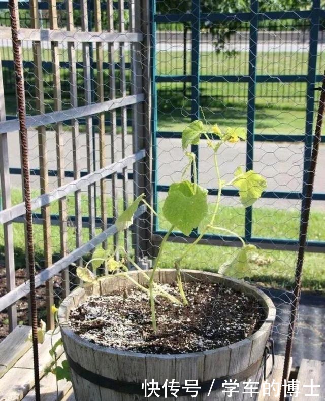 可以在没有院子的情况下，种菜园，在阳台上种盆栽菜！