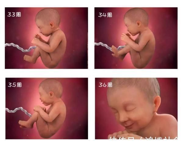 卵子|组图告诉你,怀孕1周到40周胎儿是怎么长大的,感叹生命的神奇