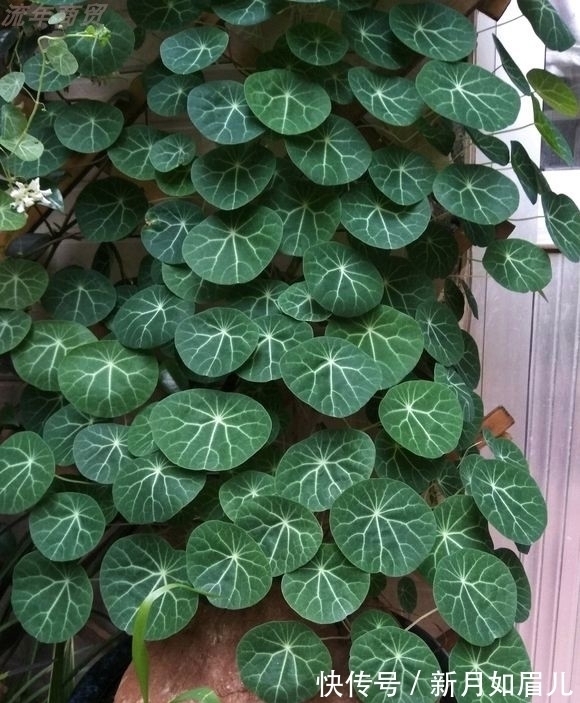 花卉|4种“富贵花”能活一百年,家里养一盆,留给下一代,越来越值钱