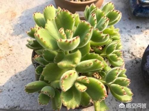 不小心给多肉浇多了水，如何“放水”呢？