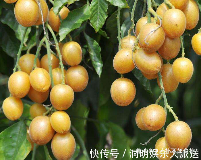 化痰平喘|天然的“止咳药”找到了,每天一碗,化痰平喘,比吃止咳药还好!