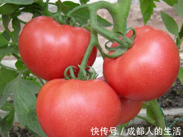 血小板|血液“清道夫”终于被发现了,平时吃一些,血管干净血栓不来打搅