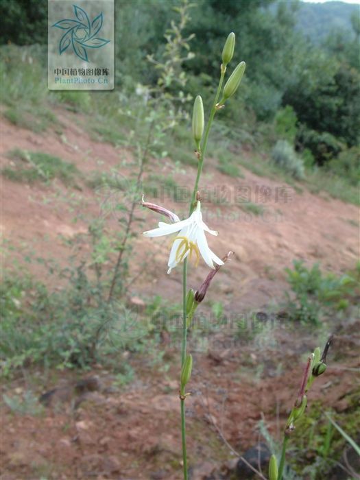 风湿|蛇咬药,见过吗?清热解毒,健脾利湿。主治风湿、毒蛇咬伤