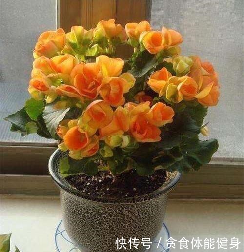 7种“耐阴花”，家中光照不足，照样生长茁壮，枝叶茂盛，长爆盆！