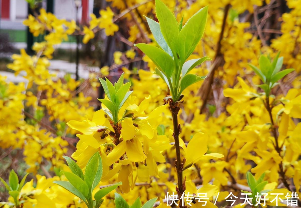 果实|它叫连翘,像极了迎春花,目前百元1公斤,山中遇到请珍惜