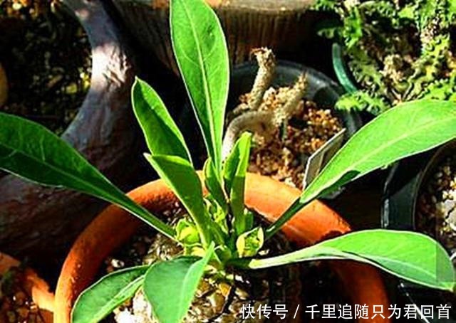 这些植物在原产地是“野草”，现在居然也当多肉养，颜值一言难尽