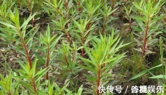 牲畜|农村被称为“养肝草”,曾经只是牲畜的饲料,其实价值珍贵