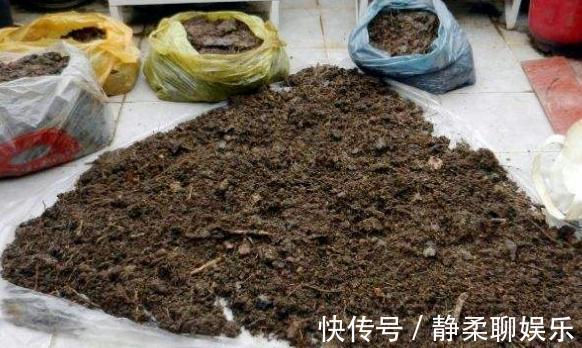 养花旧土,按这2步“翻新”,无菌、无害虫,营养更全面