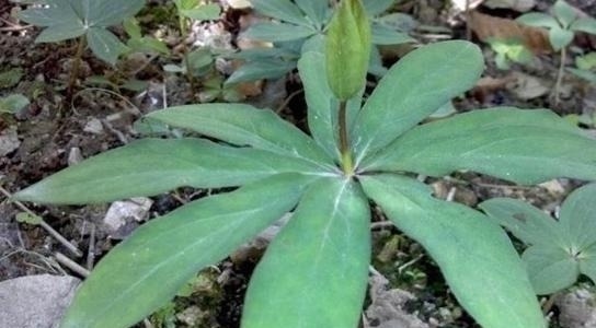 铁皮石斛|野外碰到就挖出来药草专家表示如今价格珍贵，740元一公斤