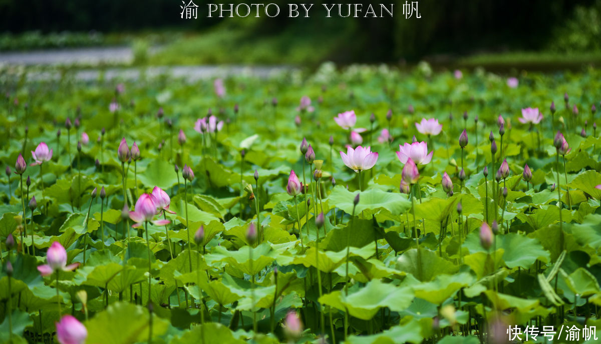 荷花|藏在广西大山中的湖泊，徐霞客为它曾跋涉千里，荷花盛放美成仙境