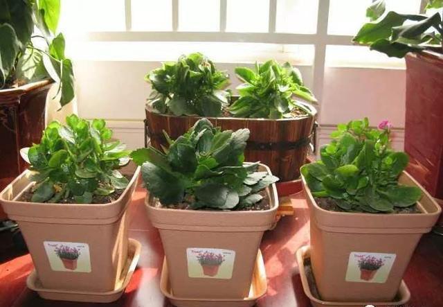 扦插长寿花,喂上2种肥,飞快长成小老桩,阳台开成小花树