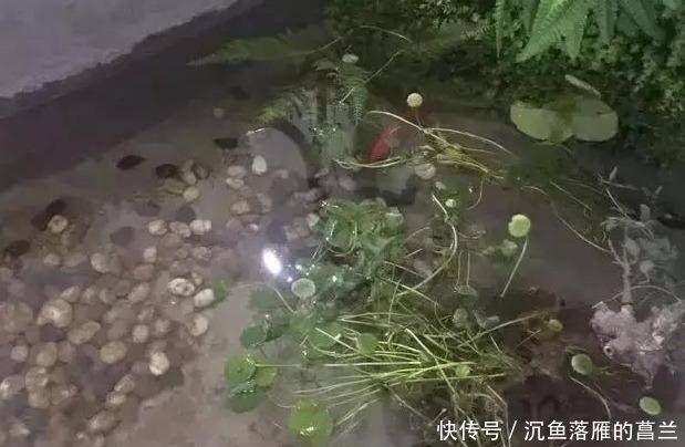 老家|晒晒老家两层小别墅,超爱一楼鱼池,谁说住农村就一定比城里差