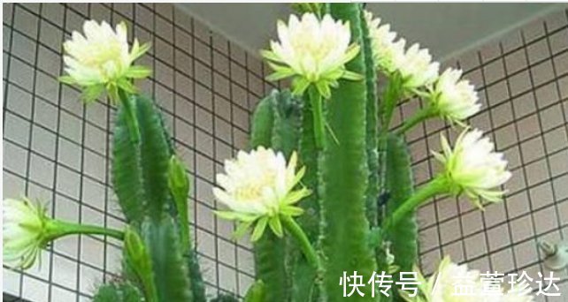 有钱人都养3种花，镇宅又旺财，好养漂亮，养在客厅最合适