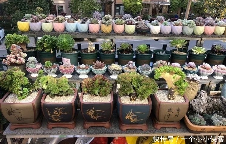 多肉盆栽:强迫症养多肉,必须整整齐齐,一颗也不能乱