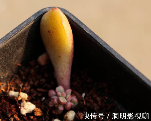 多肉蓝宝石|多肉蓝宝石怎么叶插教你3个小步骤，叶插出最绚烂多彩的蓝宝石