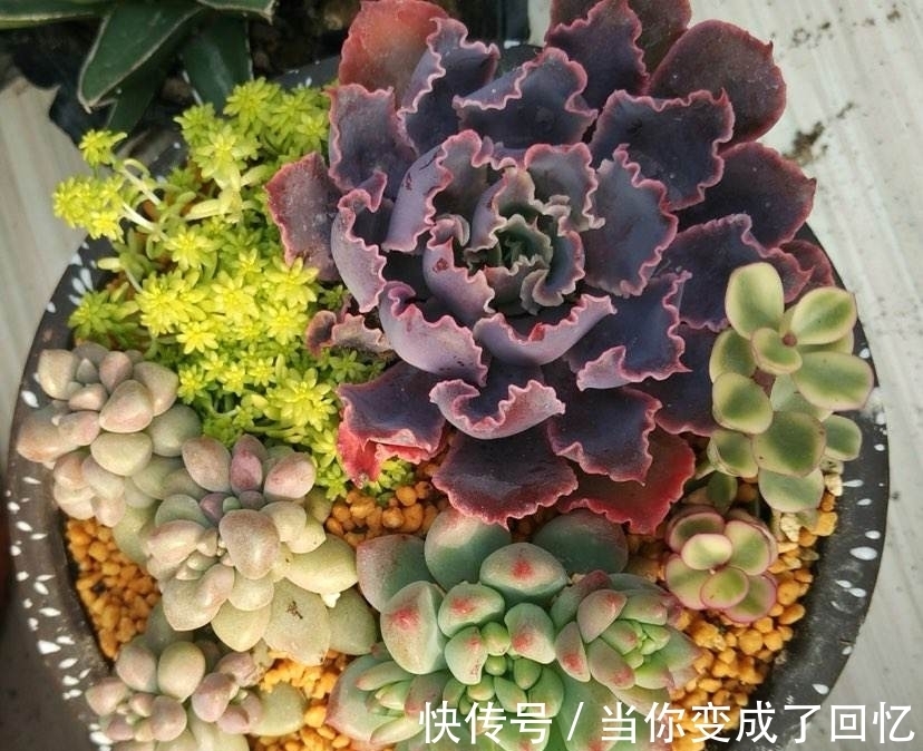 关于多肉拼盘,4个要点不能忘,不然很难养好