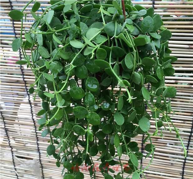 3种花适合吊起来养，挂在窗前，不占位置，好像绿窗帘！