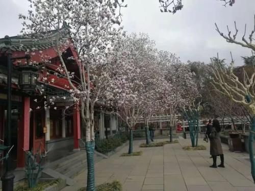 珠珠|花期正好!趵突泉畔的玉兰蜡梅绽放啦!喜气洋洋迎新春!