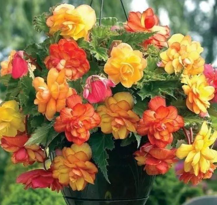 喜欢赏花,就种此款小花,花色繁多易爆盆,娇艳欲滴