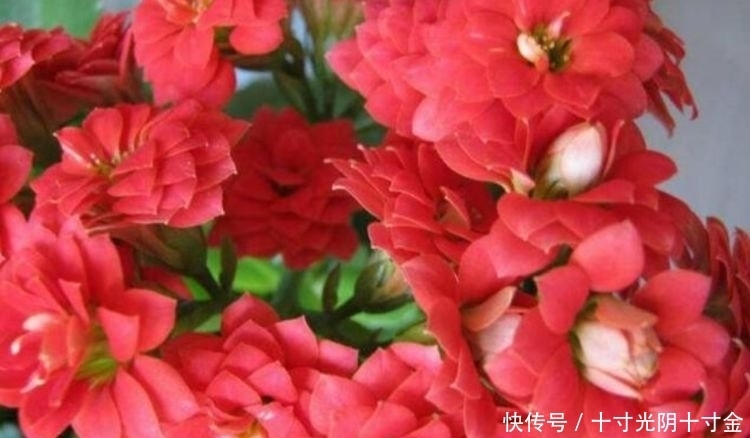 最受欢迎的“4种花”，好养不占地，花型独特，一片醉人花海！