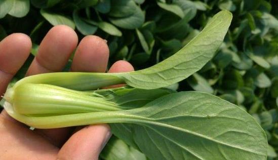 反季节|尽量少吃4种蔬菜，第三种最好不要吃，别怪我没提醒你快看