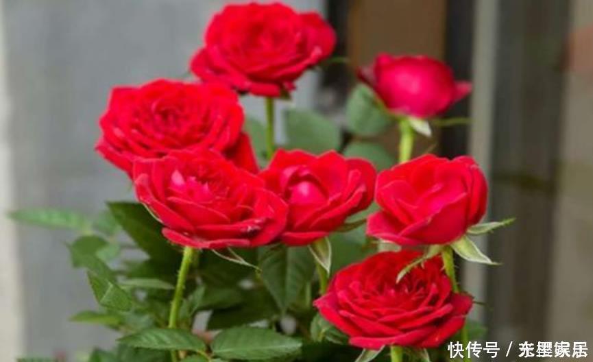 春鹃|4种花是花卉中的佼佼者,花朵硕大、一盆开花100朵,天天能赏花