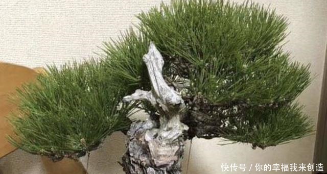 养3种“盆景树”,值钱又“镇宅”,比牡丹、绿萝好看,也好养!