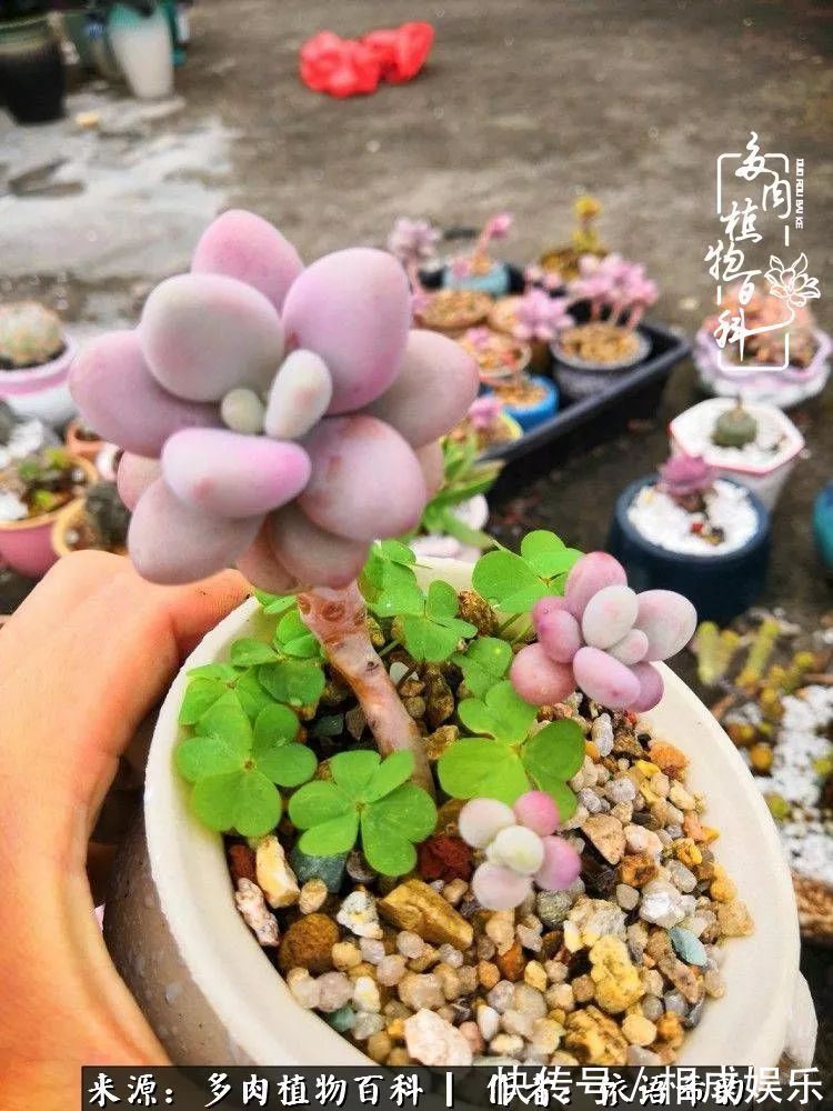 何以解忧,唯有多肉!目光所及,皆是喜欢!