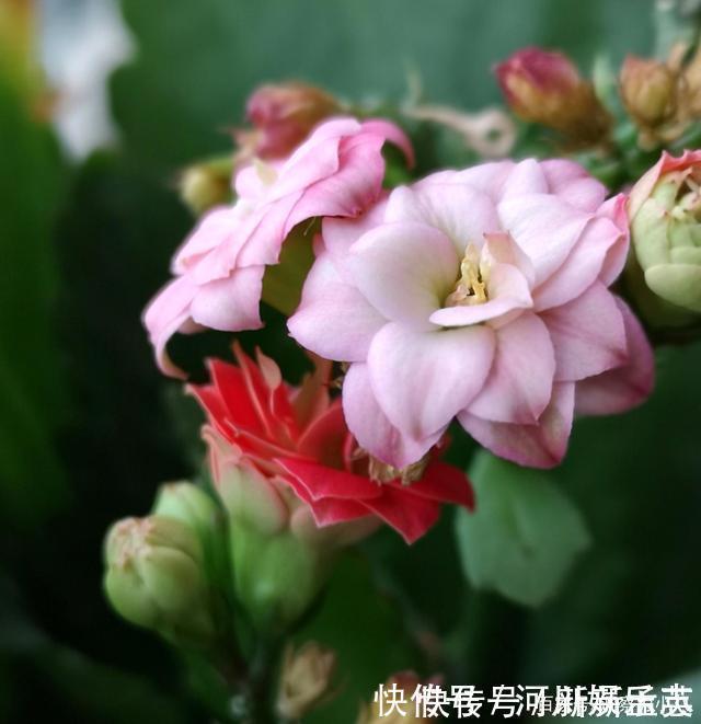 养护|路上遇这“三种花”马上挖回家,遇水易疯长,古代大户人家最爱养