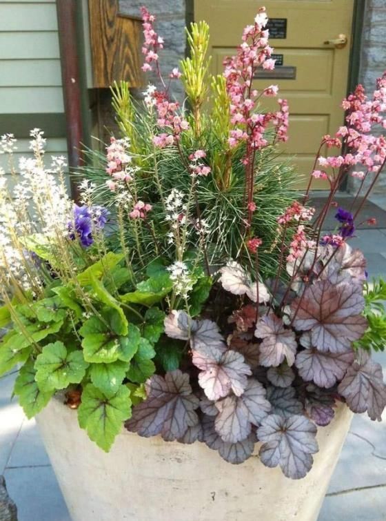 爆花|5种“耐寒花”,趁着秋天种一盆,爆花3个月,冬天不寂寞