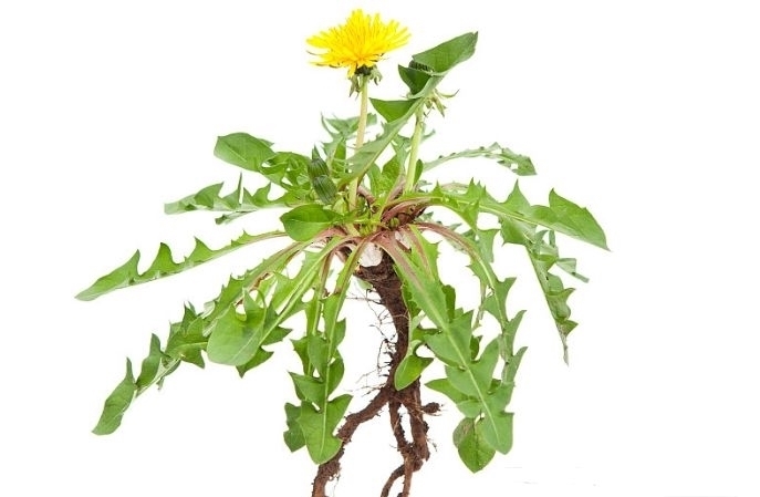 禁忌|一株蒲公英,有三大功效,四种妙用,五个禁忌,小植物也有大作用