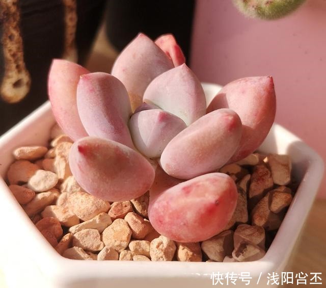 养多肉,要学会“虐养”,才能养出好状态!