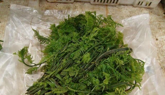 美味|你吃过山蕨菜吗它不仅是种可口的美味,对我们身体有很有帮助哦