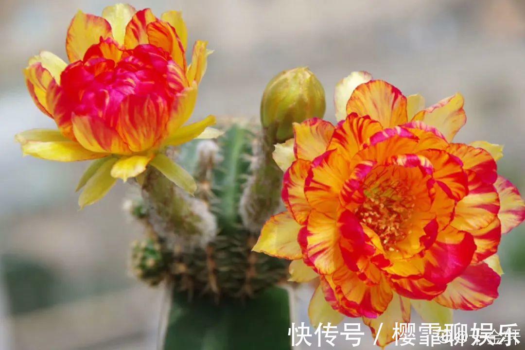 大爷家荷花种在花盆里,1次开花20朵,比巴掌还大!