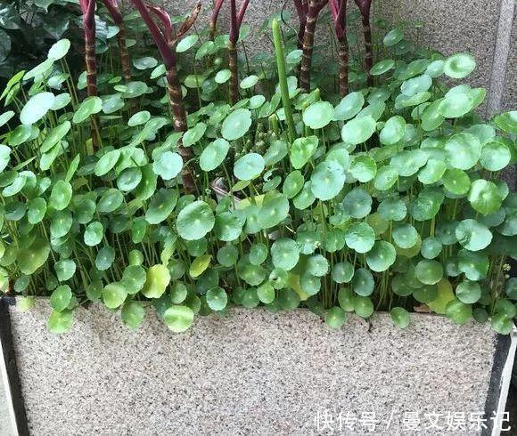 这4种花,不用土只用水,就能养成绿窗帘!