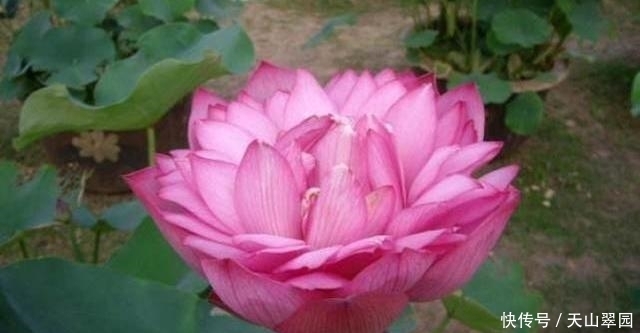 中国|中国十大名花分别指哪十种花这十种花分别有什么美称