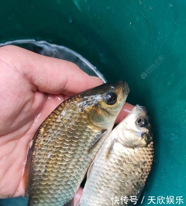 向高龄钓友请教的“摇三摇”钓法,毫无保留的分享给大家