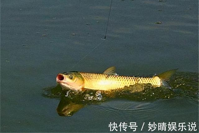 草鱼|夏天钓草鱼,就用这三招,只要有草鱼,就不怕没渔获