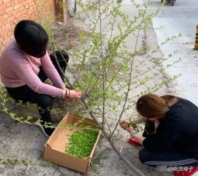 春天唯一不含“草酸”的野菜，钙是菠菜3倍，花期短，现在正当季